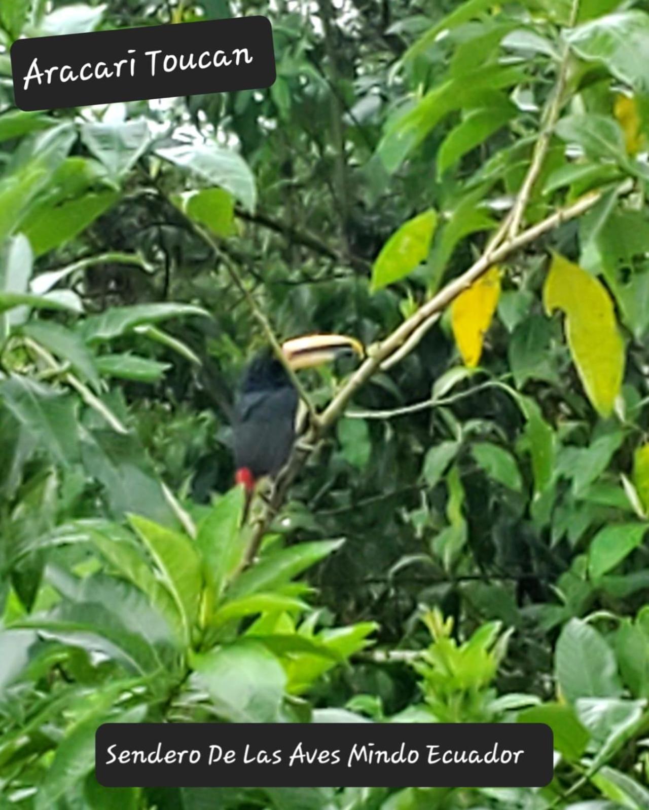 Sendero De Las Aves Миндо Экстерьер фото
